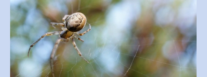 What Happens To Spiders In The Winter?