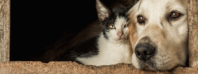 Can Rats Harm Your Pets