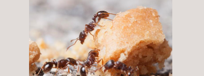 How Do Ants Find Food copy