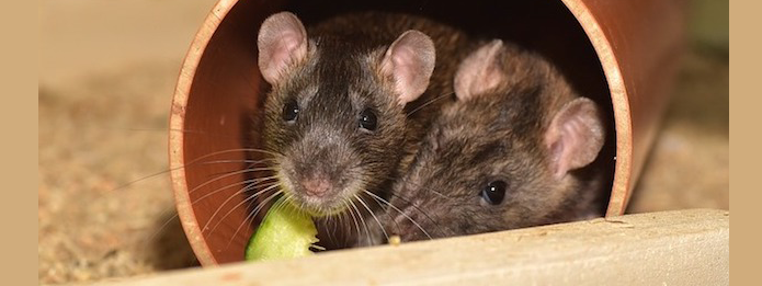 How Do Mice Communicate