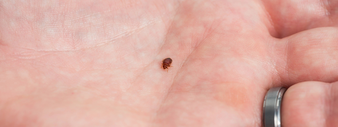 Kitchener bed bug control services can help with infestations