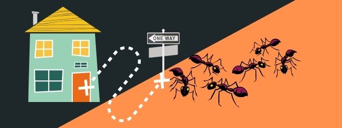 5 Ways You May Be Attracting Ants Into Your House