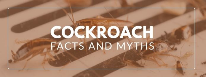 கரப்பான் பூச்சிகள் வீட்டுக்குள் வராமல் தடுக்க என்ன செய்ய வேண்டும்? Cockroach-Facts-and-Myths-1