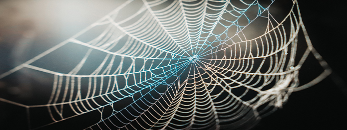 Spider Webs: Identify A Spider By What They Weave