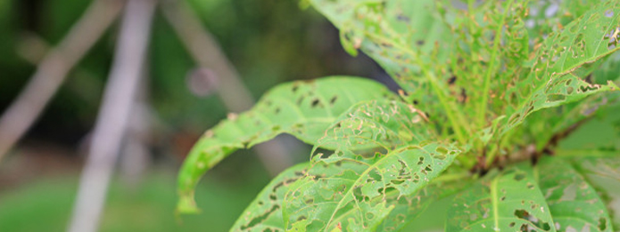 Are You Prepared For Springtime Pests 5 Tips To Get You Ready v2
