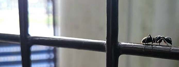 Hiding Places for Ants in Your Home