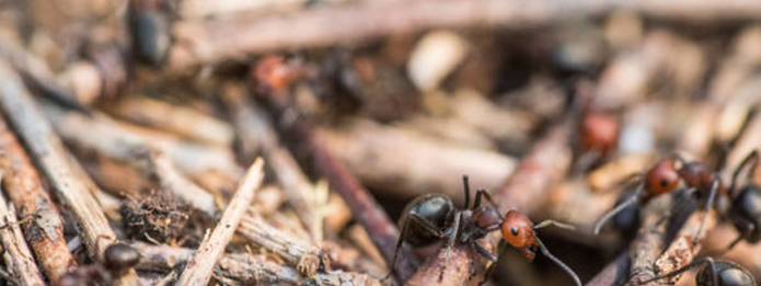 What You Need To Know About Carpenter Ant Colonies v2
