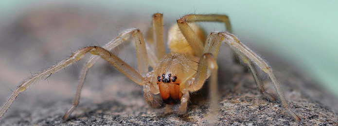 How to Eliminate Yellow Sac Spiders from your Car: Step-by-Step Guide!