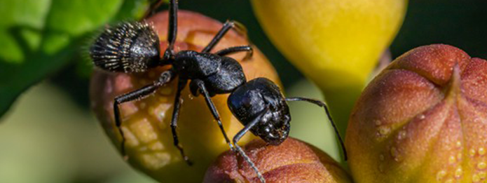 Do Carpenter Ants Bite