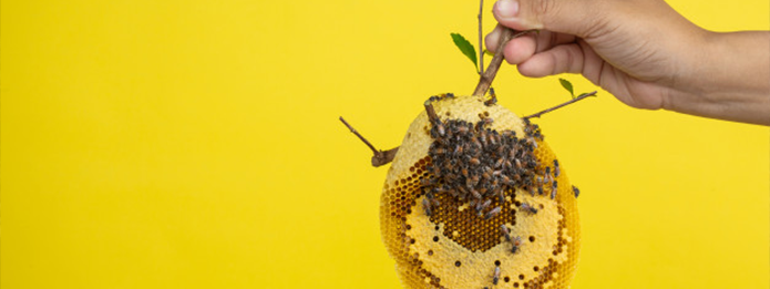 Guelph Pest Control Proper Bee Nest Removal and Prevention Tips