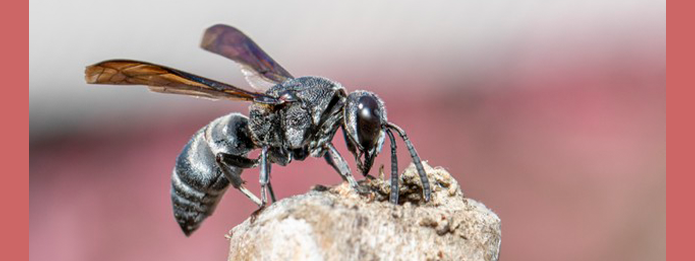 How To Get Wasps To Buzz Off This Summer