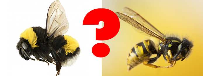 The Difference Between Bumblebees and Honey Bees