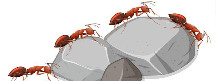 Why Do Ants March In A Straight Line