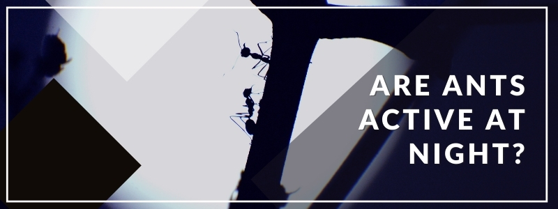 Are Ants Active at Night_ 1