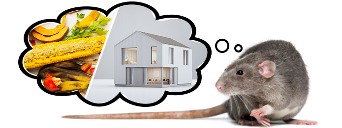 Burlington Pest Control Why Are Rodents Attracted to Your Home