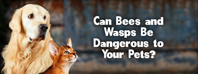 Can Bees and Wasps Be Dangerous to Your Pets