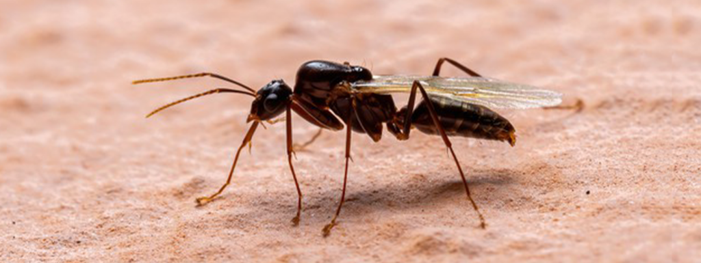 Can Carpenter Ants Fly