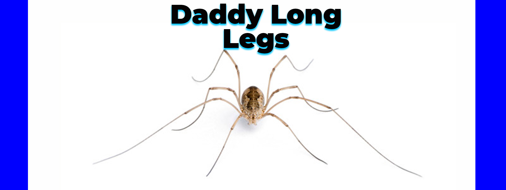 Daddy long-legs