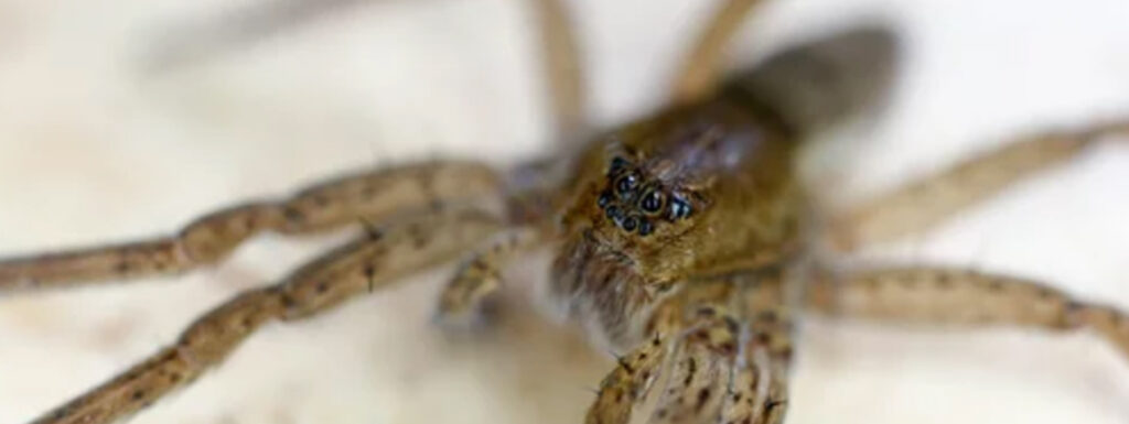 Do All Spiders Have 8 Eyes
