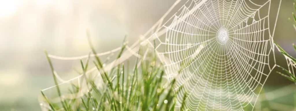 Everything You Need To Know About Spider Webs