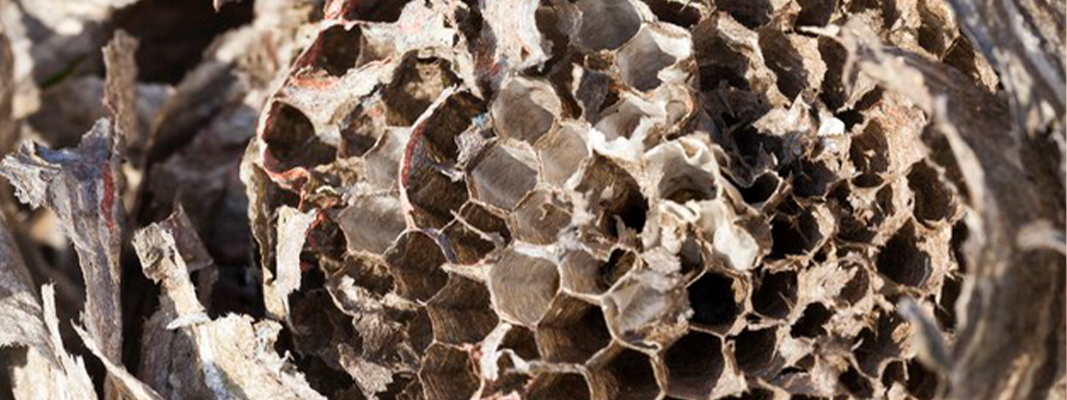 How Do Wasps Make Their Nests