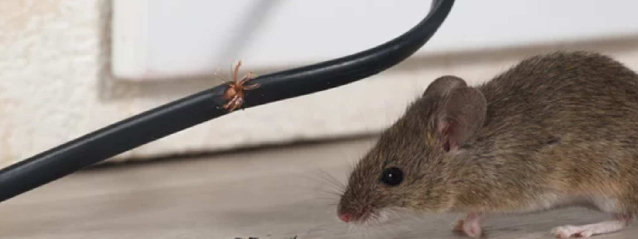 Do Rodents Chew Through Electrical Wiring?