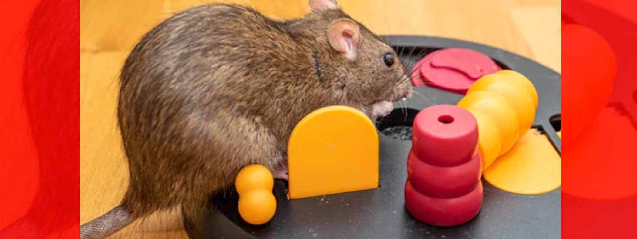 Guelph Pest Control What Makes Rats So Smart?