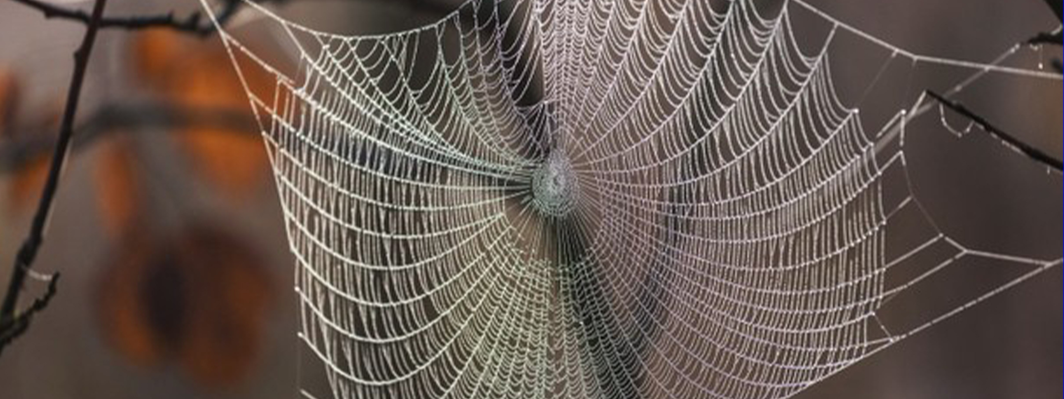 spider silk