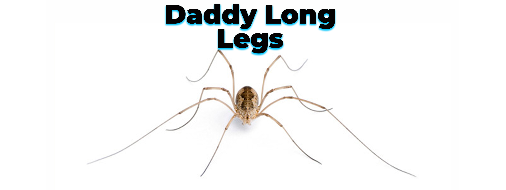 Are daddy longlegs really the most venomous spiders in the world