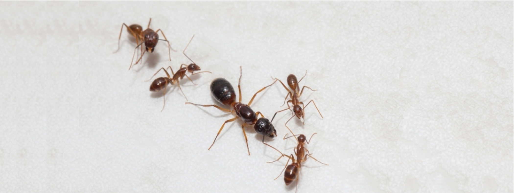 How To Identify A Queen Ant