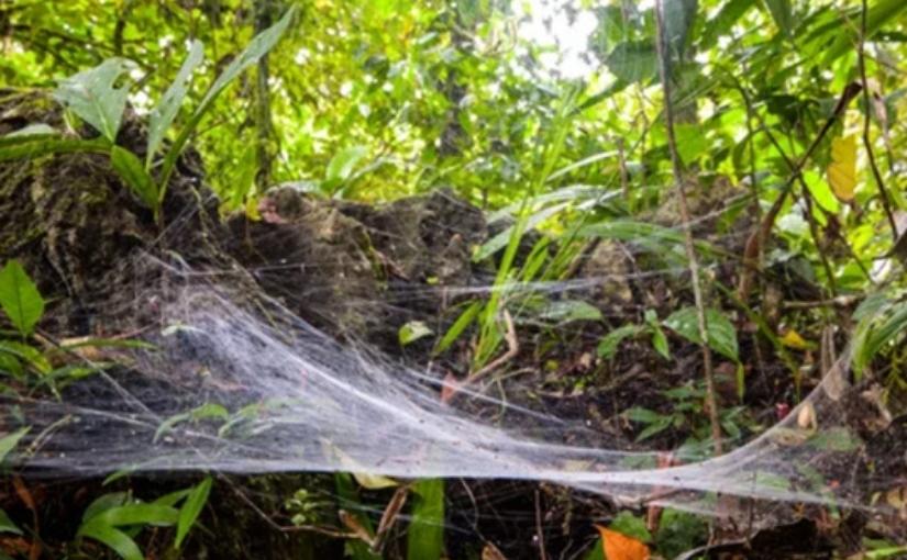 Are spiders a critical component of most ecosystems