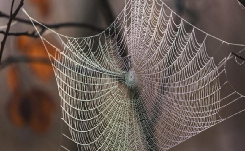 Thornhill Pest Control: What Do Spiders Need Silk For?