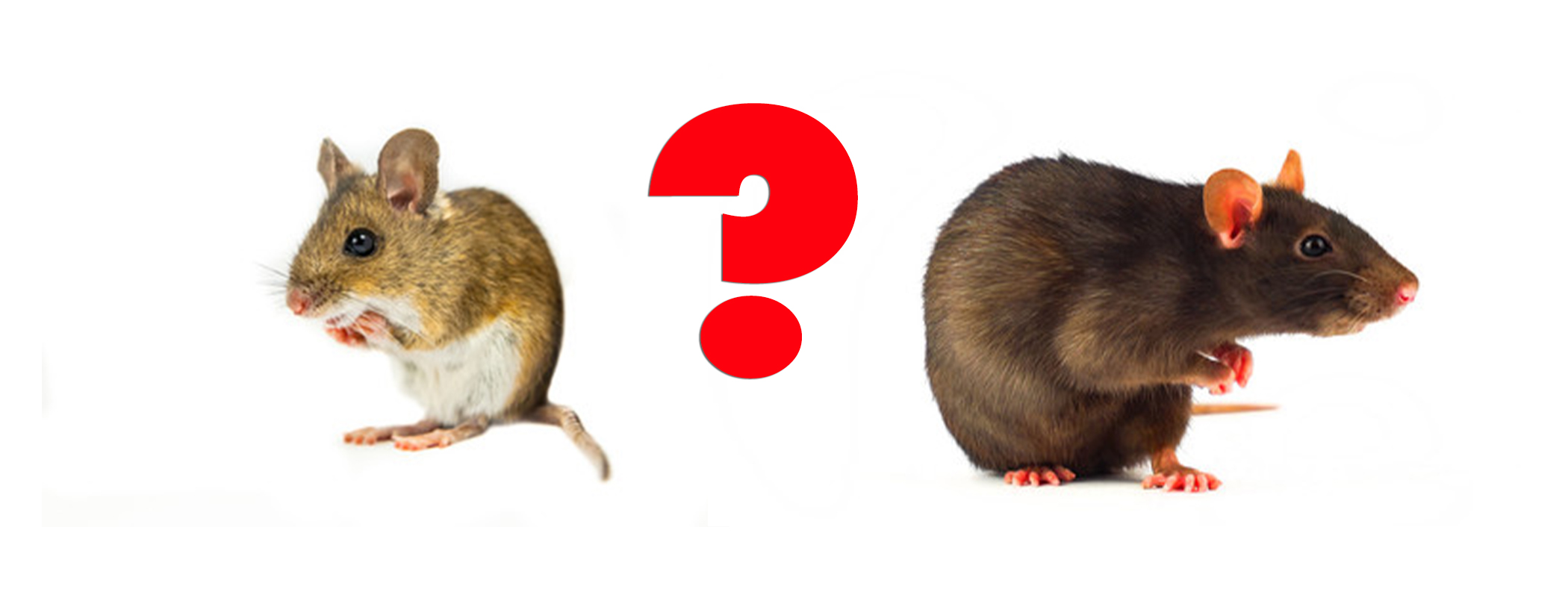 Rat Vs. Mouse: Is There A Difference Between Mice & Rats