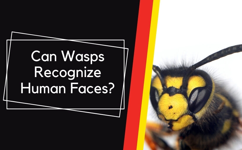Can Wasps Recognize Human Faces_ (1)