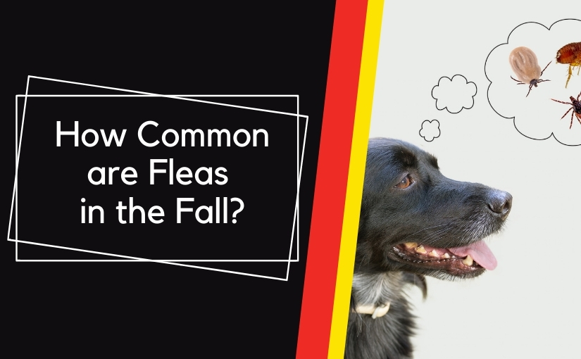 How Common are Fleas in the Fall_ (1)