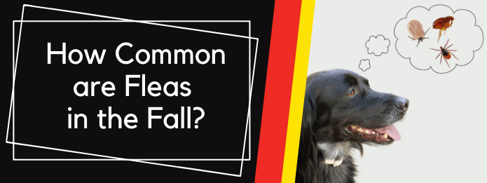 Halifax Pest Removal: How Common are Fleas in the Fall?