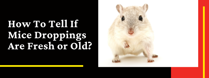 Fresh rat poop discount