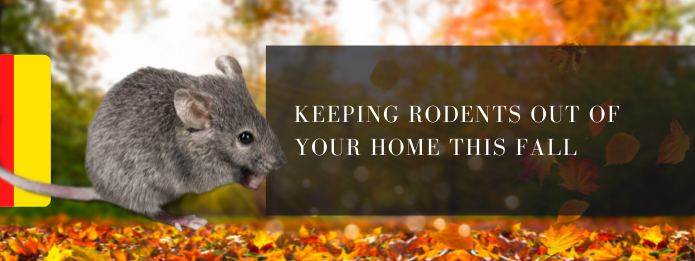 Thornhill Pest Control: Keeping Rodents Out Of Your Home This Fall