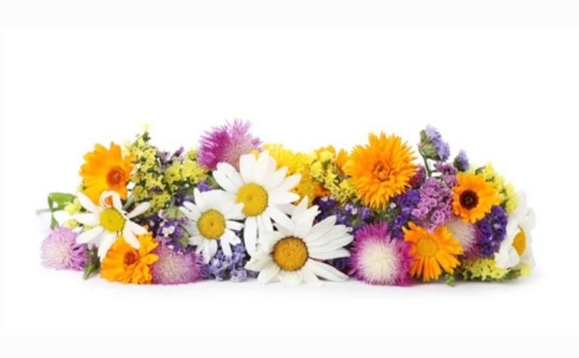 Kitchener Pest Control: 5 Flowers That Bees Love