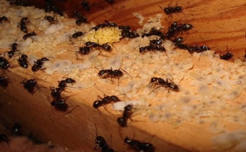Where Can You Find Carpenter Ant Nests?