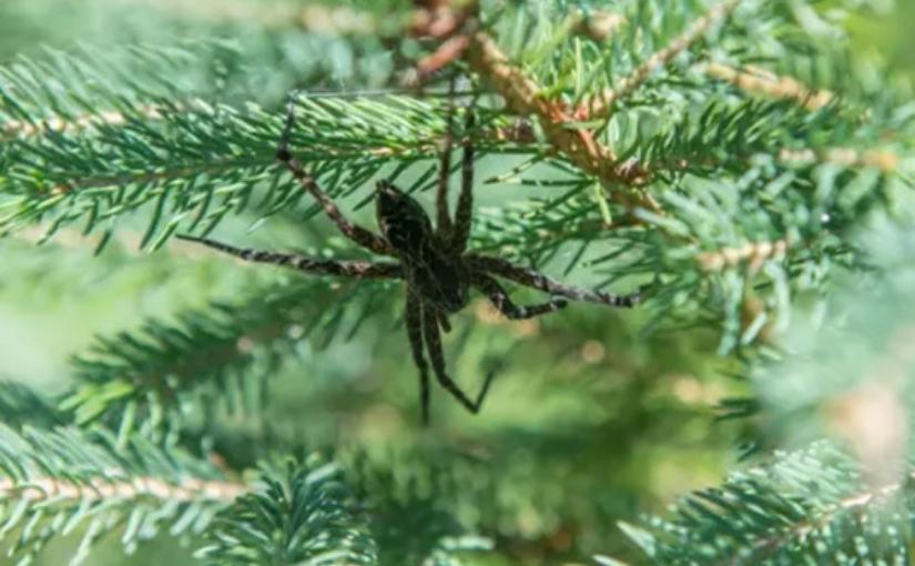 Niagara Pest Removal: How Spiders Breathe