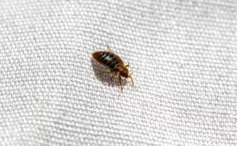 Cambridge Pest Control: How Long Do Bed Bugs Live?
