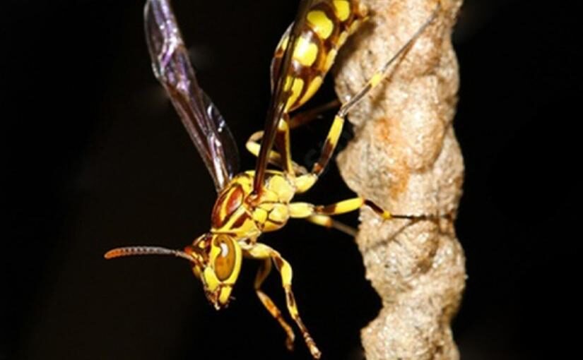 Will A Wasp Sting You At Night?