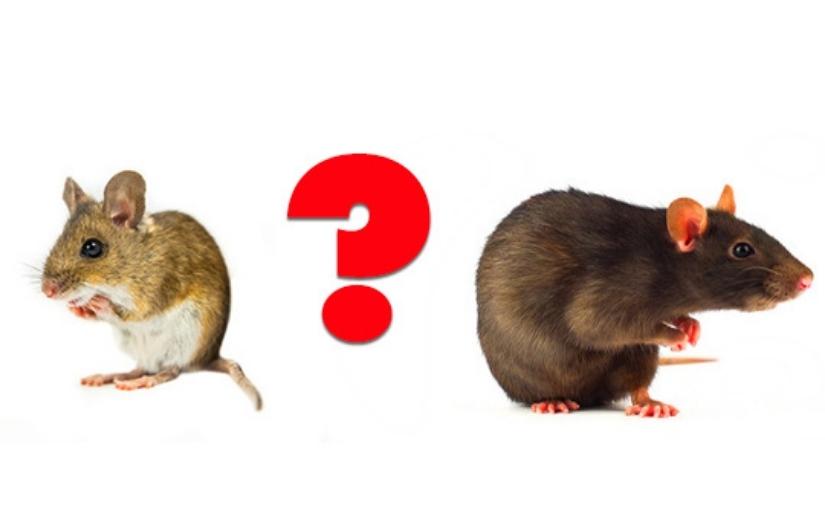 What's the difference?: Mouse vs. rat