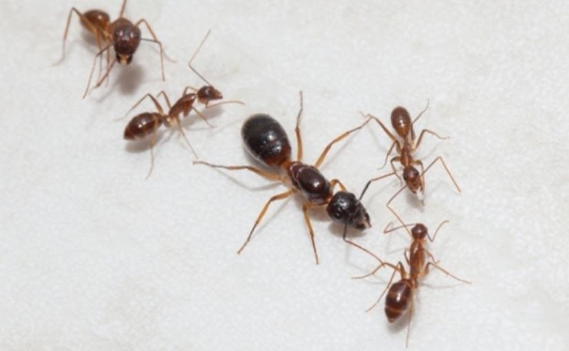 How To Identify A Queen Ant?