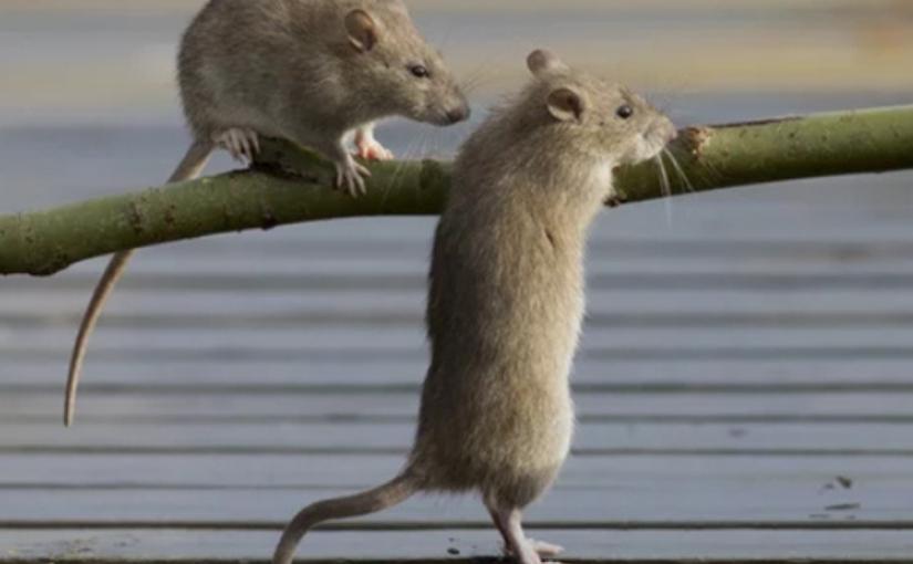 Halifax Pest Control: Are Rats Social Animals?