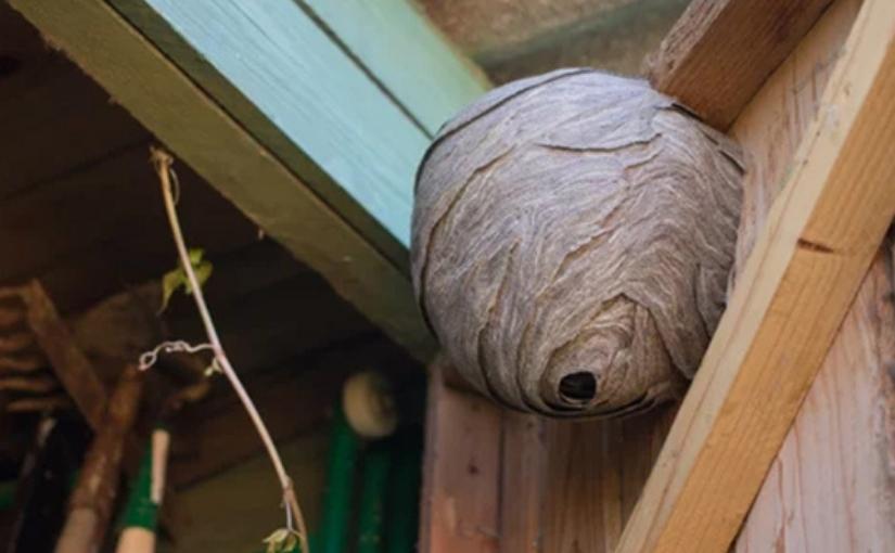 Barrie Pest Control: How Long Does A Wasp Nest Last?