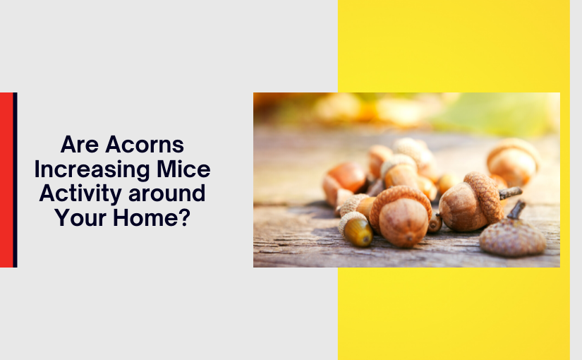 Are Acorns Increasing Mice Activity around Your Home (1)