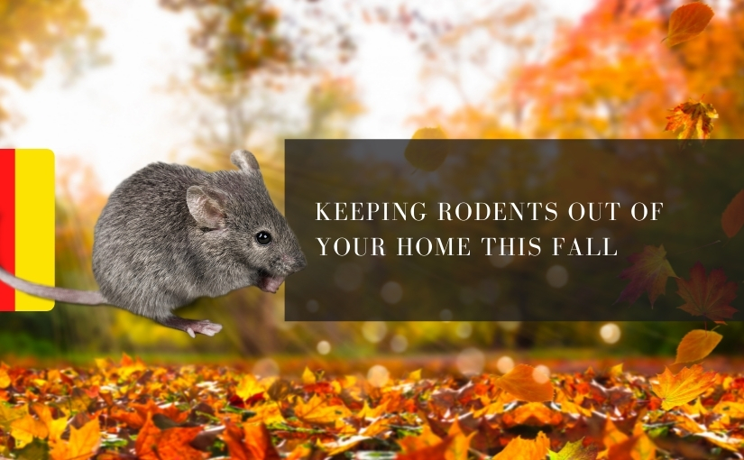 Thornhill Pest Control: Keeping Rodents Out Of Your Home This Fall