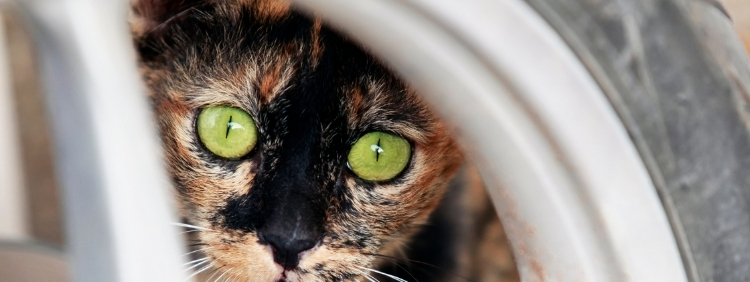 Cambridge Pest Control Do Cats Help Deter Mice
